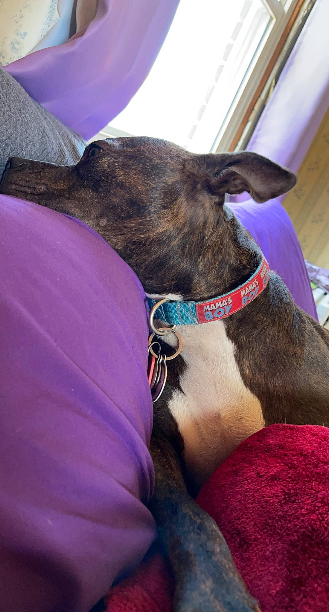 Gizmo is registered to the contest to win money with this photo: carnivore, collar, companion_dog, dog, dog_breed, dog_collar, dog_supply, ear, fawn, leg, liver, magenta, pet_supply, purple, rampur_greyhound, sighthound, snout, sporting_group, whiskers, working_animal
