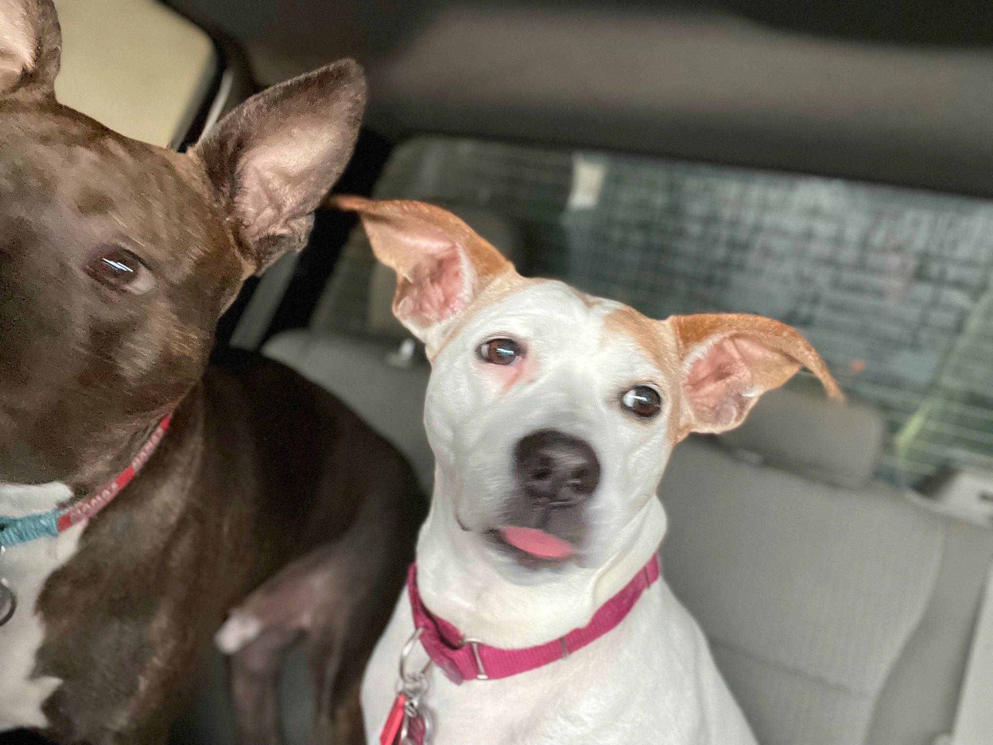 Rubee is registered to the contest to win money with this photo: ancient_dog_breeds, canidae, carnivore, collar, companion_dog, dog, dog_breed, dog_collar, dog_supply, ear, eye, fashion_accessory, fawn, fur, non_sporting_group, pet_supply, snout, sporting_group, whiskers, working_animal