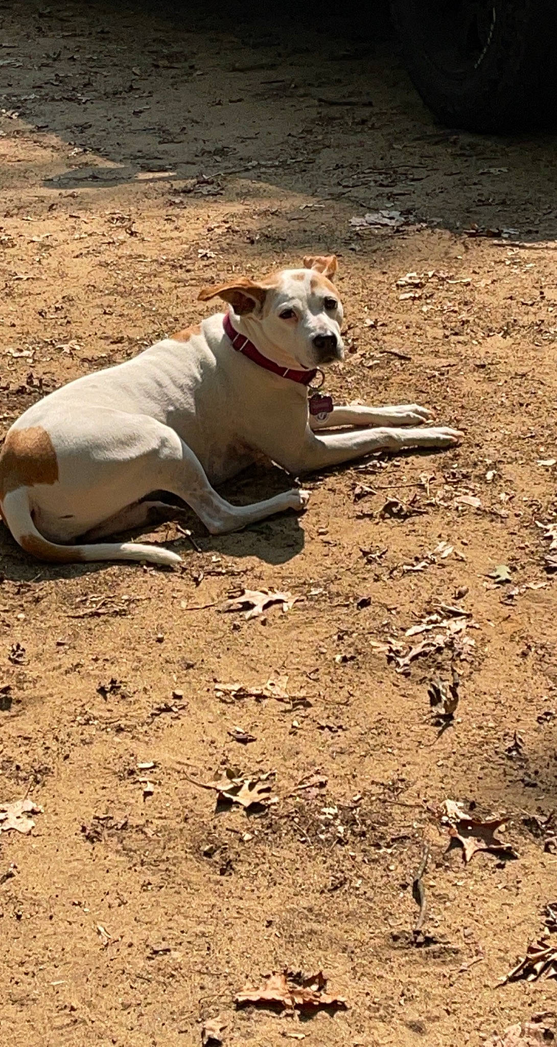 Rubee joined the competition — help win amazing prizes! ball, canidae, carnivore, collar, companion_dog, dog, dog_breed, dog_collar, dog_supply, fawn, landscape, pet_supply, snout, soil, sporting_group, sports, street_dog, tail, terrestrial_animal, working_animal