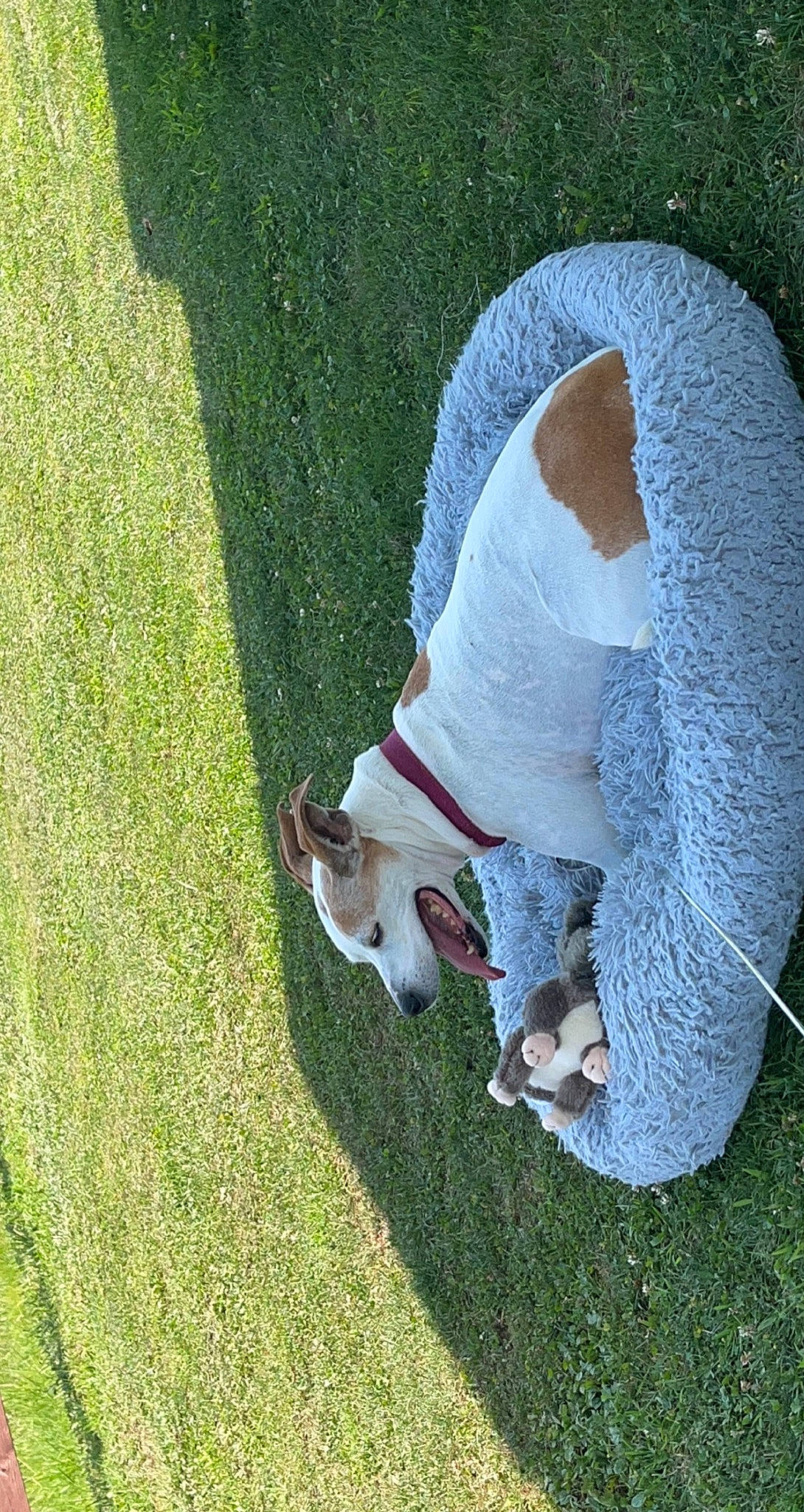 Rubee is registered to the contest to win money with this photo: canidae, carnivore, companion_dog, dog, dog_breed, fawn, felidae, grass, lawn, leaf, linens, non_sporting_group, pasture, plant, shadow, small_to_medium_sized_cats, snout, sporting_group, tail, wool