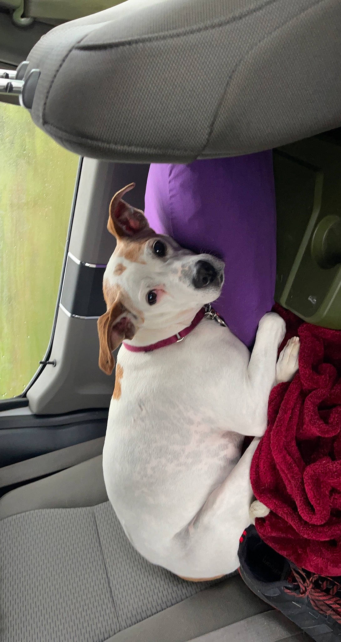 Rubee is registered to the contest to win money with this photo: canidae, car, carnivore, collar, companion_dog, dog, dog_breed, dog_collar, fawn, pink, rampur_greyhound, sighthound, snout, sporting_group, vehicle, vehicle_door, white, window, windshield, working_animal