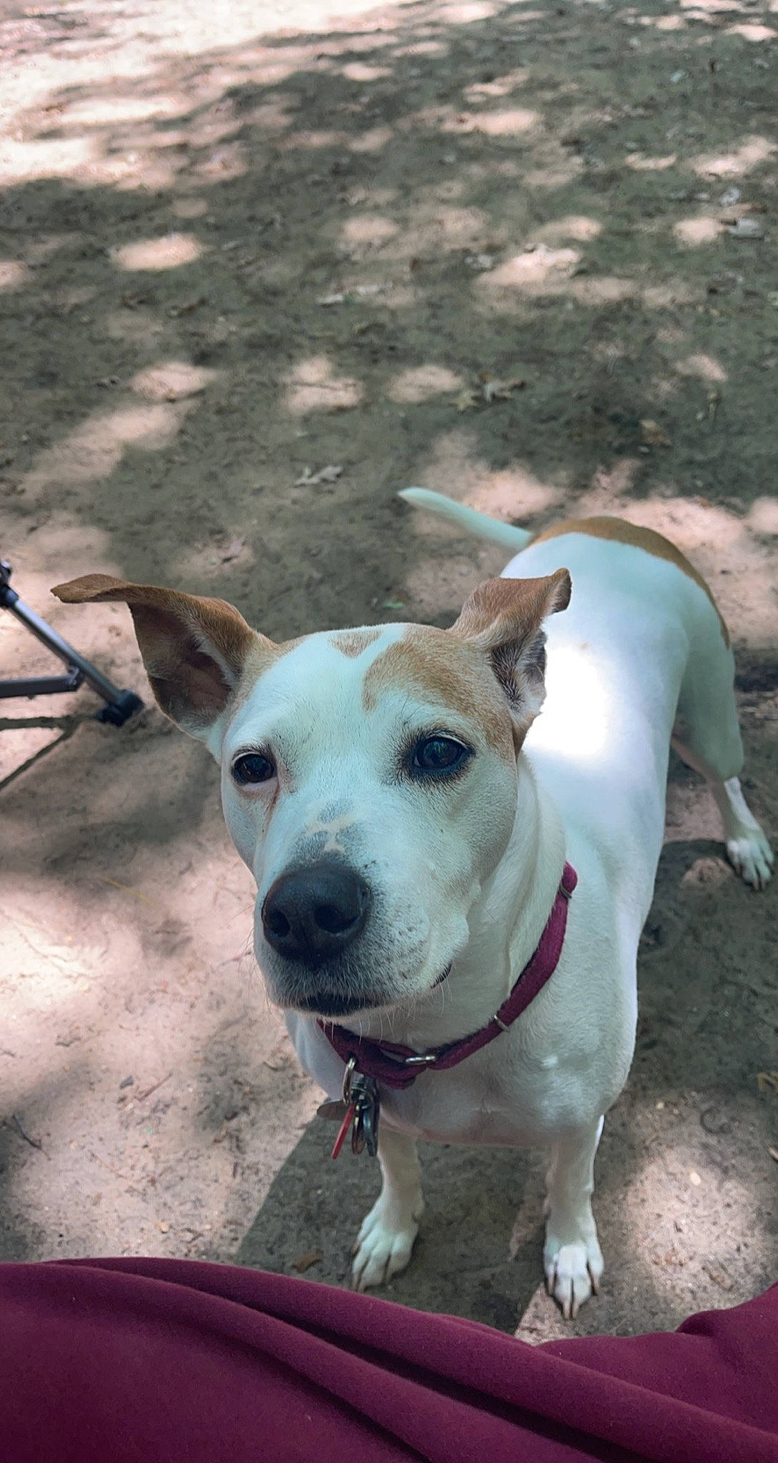 Rubee is registered to the contest to win money with this photo: adventure, canidae, carnivore, collar, companion_dog, dog, dog_breed, dog_collar, eye, fawn, head, leash, non_sporting_group, pet_supply, snout, sporting_group, street_dog, terrier, whiskers, working_animal