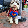 dog, dogs, puppy, fluffy, superhero, costume, cape, superman, blue_outfit, red_cape, sitting, happy, panting, outdoor, park, brick_pavement, bench, human, sneaker, plants