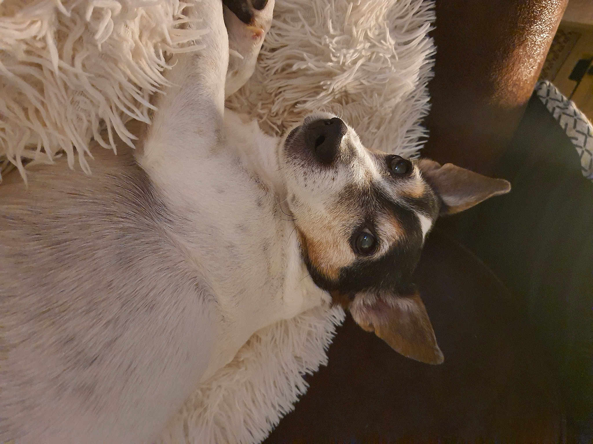 Coxie