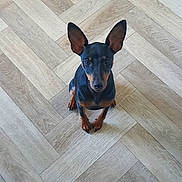 Appy participe au concours pour gagner de l'argent avec cette photo : dog, small_dog, black_dog, brown_dog, pet, animal, floor, wooden_floor, patterned_floor, ears, sitting, looking_up, indoor, canine, cute, alert, domestic_animal, companion, fur, paw