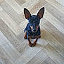 dog, small_dog, black_dog, brown_dog, pet, animal, floor, wooden_floor, patterned_floor, ears, sitting, looking_up, indoor, canine, cute, alert, domestic_animal, companion, fur, paw