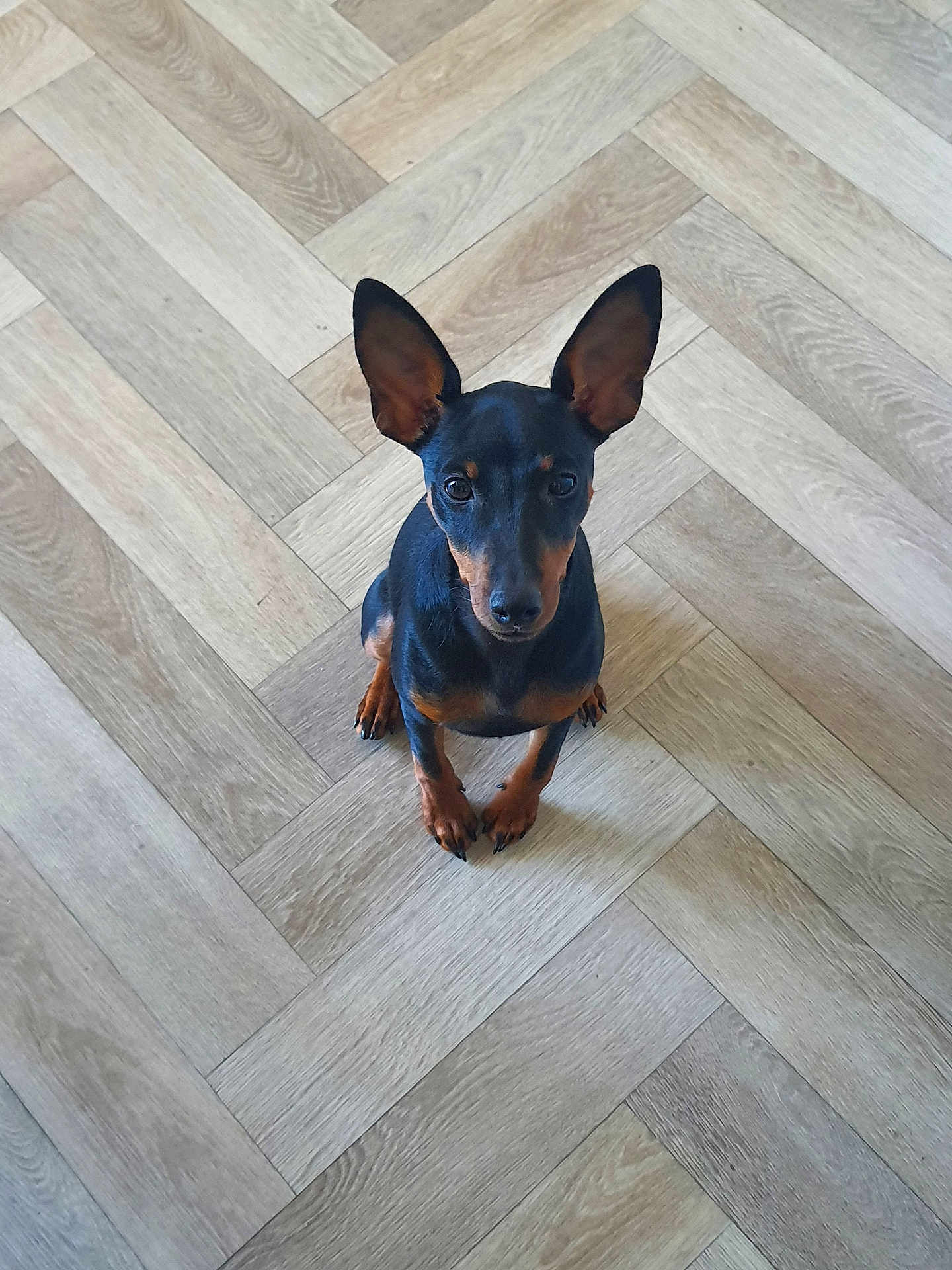 Appy participe au concours pour gagner de l'argent avec cette photo : dog, small_dog, black_dog, brown_dog, pet, animal, floor, wooden_floor, patterned_floor, ears, sitting, looking_up, indoor, canine, cute, alert, domestic_animal, companion, fur, paw