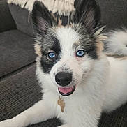 Papoo joined the competition — help win amazing prizes! dog, blue_eyes, fluffy, tongue_out, couch, blanket, indoor, pet, happy, smiling, fur, collar, relaxed, laying_down, close_up, domestic_animal, canine, nose, ears, tail