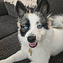dog, blue_eyes, fluffy, tongue_out, couch, blanket, indoor, pet, happy, smiling, fur, collar, relaxed, laying_down, close_up, domestic_animal, canine, nose, ears, tail