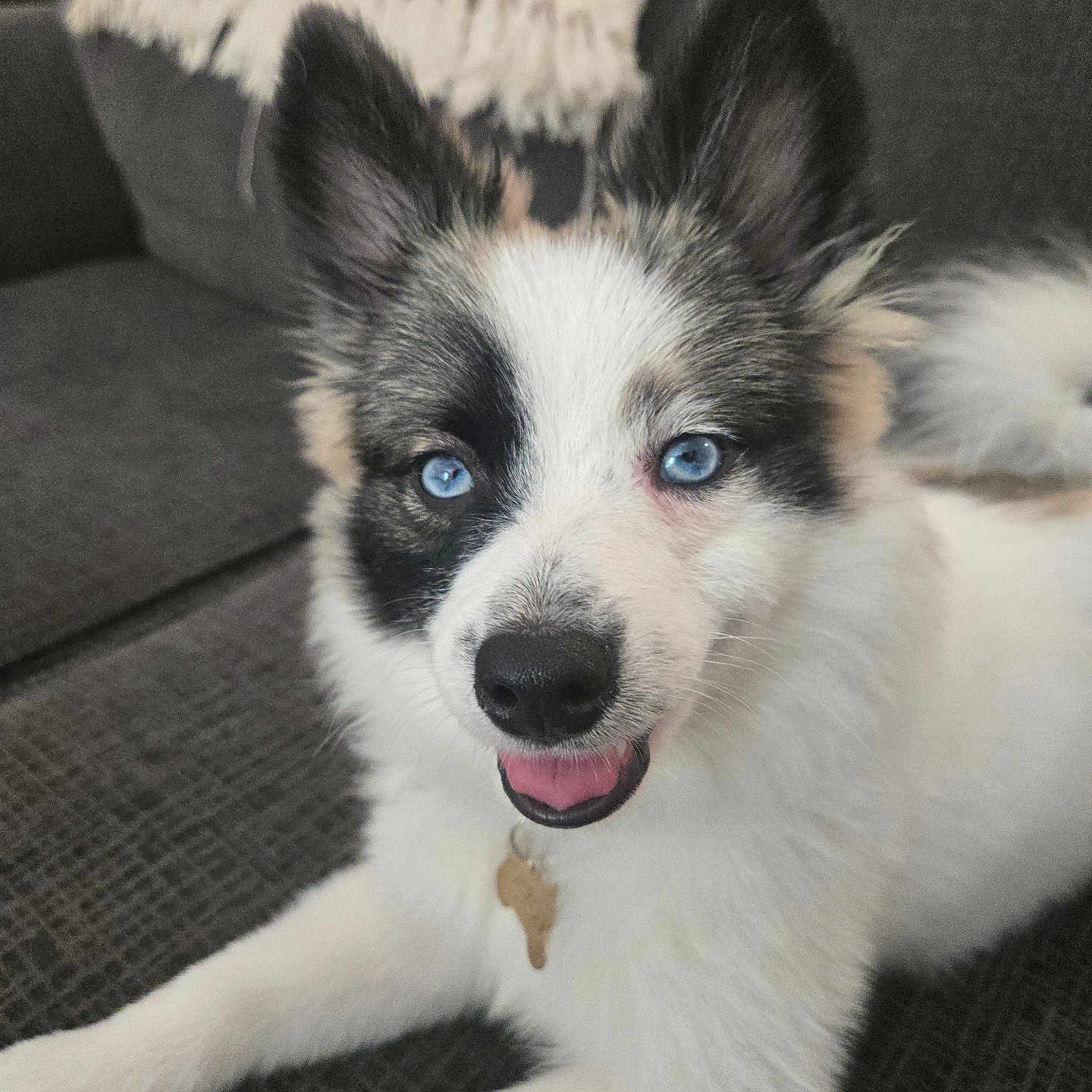 Papoo joined the competition — help win amazing prizes! blanket, blue_eyes, canine, close_up, collar, couch, dog, domestic_animal, ears, fluffy, fur, happy, indoor, laying_down, nose, pet, relaxed, smiling, tail, tongue_out