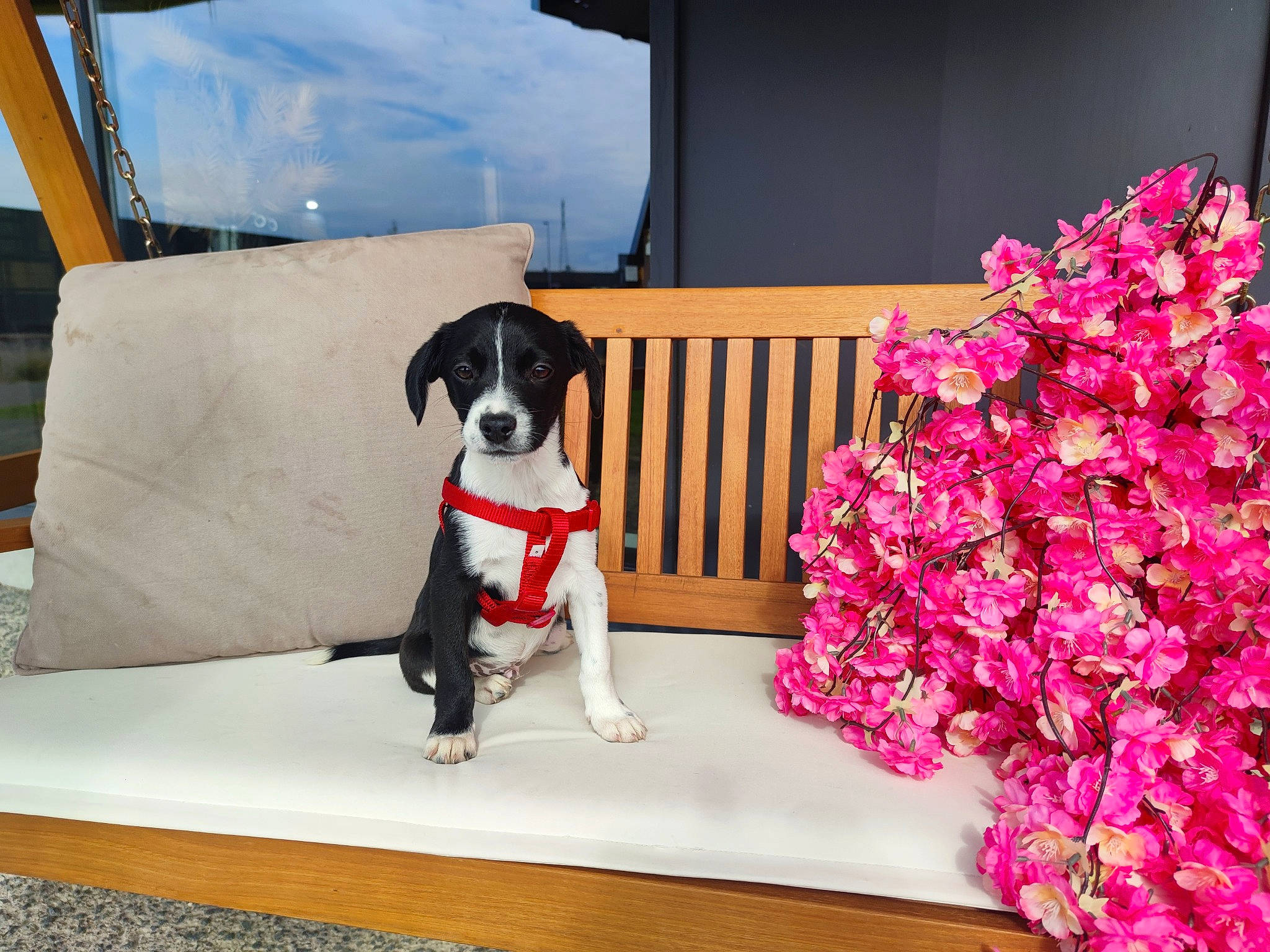 Oréo participe au concours pour gagner de l'argent avec cette photo : canidae, carnivore, cloud, collar, companion_dog, dog, dog_breed, dog_collar, dog_supply, flooring, flower, magenta, mammal, pet_supply, petal, plant, sky, sporting_group, table, window