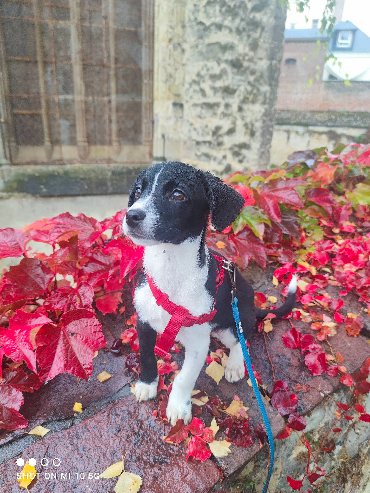 Oréo a rejoint le concours — aidez-le/la à gagner de superbes lots ! annual_plant, canidae, carmine, carnivore, collar, companion_dog, deciduous, dog, dog_breed, dog_supply, fawn, grass, groundcover, plant, soil, sporting_group, tail, tints_and_shades, tree, working_animal