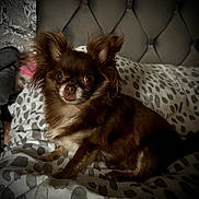 Coco joined the competition — help win amazing prizes! dog, chihuahua, brown_fur, small_dog, pet, indoor, blanket, patterned_blanket, bed, headboard, fur, ears, cute, animal, companion, portrait, looking, cozy, domestic, resting