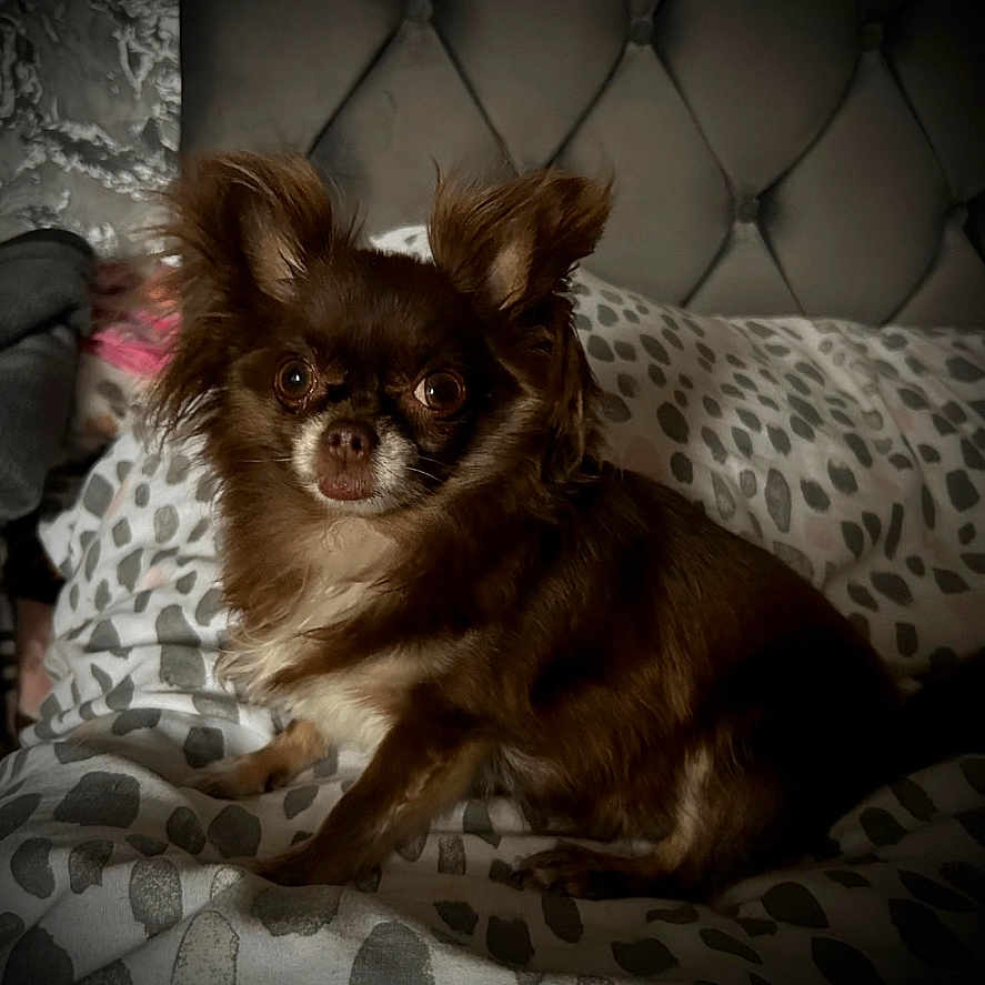 Coco joined the competition — help win amazing prizes! animal, bed, blanket, brown_fur, chihuahua, companion, cozy, cute, dog, domestic, ears, fur, headboard, indoor, looking, patterned_blanket, pet, portrait, resting, small_dog