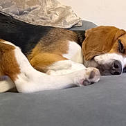 Ruby a rejoint le concours — aidez-le/la à gagner de superbes lots ! animal, beagle, black, brown, comfort, couch, cozy, cute, dog, ears, fur, home, indoor, nose, paw, pet, relaxation, resting, sleeping, white