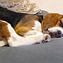 animal, beagle, black, brown, comfort, couch, cozy, cute, dog, ears, fur, home, indoor, nose, paw, pet, relaxation, resting, sleeping, white