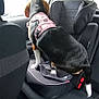 Ruby participe au concours pour gagner de l'argent avec cette photo : animal, backseat, black, canine, car, car_seat, dog, domestic_animal, gray, harness, interior, looking_out, pet, restraint, seat, side_view, transportation, travel, vehicle, window