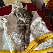 Teddy a rejoint le concours — aidez-le/la à gagner de superbes lots ! bed, blanket, cat, cozy, curled_tail, domestic_cat, feline, fur, gray_tabby, green_eyes, indoor, pet, pillow, red_bedspread, relaxed, resting, stretching, whiskers, wooden_furniture, yellow_trim