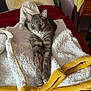 bed, blanket, cat, cozy, curled_tail, domestic_cat, feline, fur, gray_tabby, green_eyes, indoor, pet, pillow, red_bedspread, relaxed, resting, stretching, whiskers, wooden_furniture, yellow_trim
