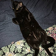 Cezarine participe au concours pour gagner de l'argent avec cette photo : black_cat, cat, pet, animal, indoor, bed, blanket, pattern, floral, fur, relaxed, lying_down, yellow_eyes, whiskers, cute, domestic_cat, sleepy, resting, feline, cozy