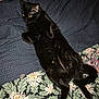 black_cat, cat, pet, animal, indoor, bed, blanket, pattern, floral, fur, relaxed, lying_down, yellow_eyes, whiskers, cute, domestic_cat, sleepy, resting, feline, cozy
