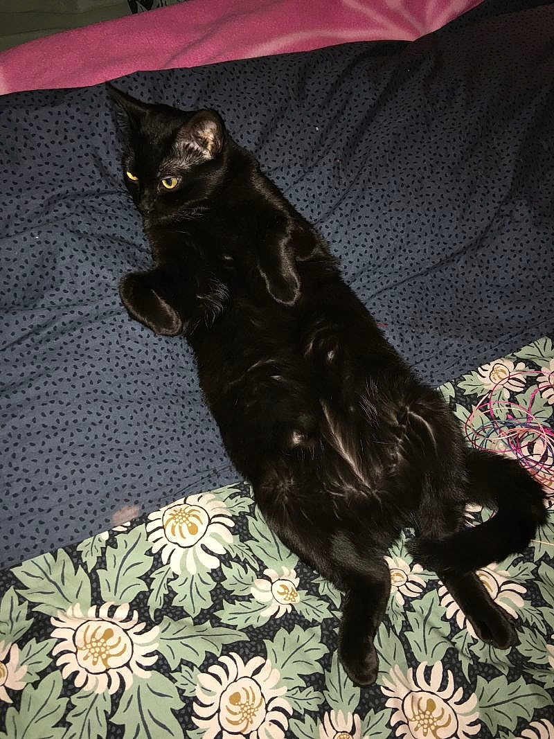 Cezarine participe au concours pour gagner de l'argent avec cette photo : black_cat, cat, pet, animal, indoor, bed, blanket, pattern, floral, fur, relaxed, lying_down, yellow_eyes, whiskers, cute, domestic_cat, sleepy, resting, feline, cozy