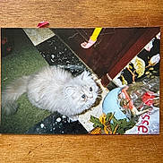 Ninette participe au concours pour gagner de l'argent avec cette photo : cat, fluffy, wide_eyes, curious, indoor, floor, tile, door, yellow_handle, foot_shaped, carpet, wallpaper, domestic, cluttered, plant, plastic_bag, wooden_surface, pet, animal, feline