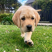 Albert a rejoint le concours — aidez-le/la à gagner de superbes lots ! puppy, dog, golden_retriever, grass, garden, flowers, outdoor, pet, young_dog, cute, nature, backyard, wooden_chair, greenery, summer, close_up, walking, playful, canine, animal