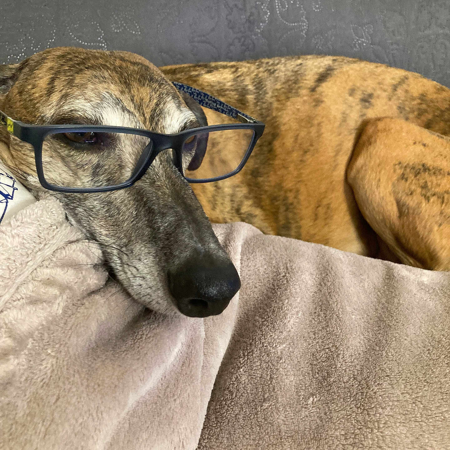 Golosa a rejoint le concours — aidez-le/la à gagner de superbes lots ! dog, brindle, glasses, blanket, resting, indoor, pet, canine, sleepy, cozy, fur, muzzle, comfort, portrait, closeup, face, eyewear, laying_down, brown, soft_texture