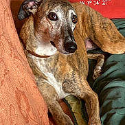 Golosa participe au concours pour gagner de l'argent avec cette photo : dog, brindle, lounge, couch, blanket, home_interior, pet, relaxed, fur, canine, collar, brown, orange, green, comfort, domestic_animal, resting, close_up, indoor, cozy