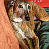 dog, brindle, lounge, couch, blanket, home_interior, pet, relaxed, fur, canine, collar, brown, orange, green, comfort, domestic_animal, resting, close_up, indoor, cozy