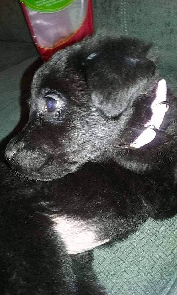 Bailey joined the competition — help win amazing prizes! borador, canidae, carmine, carnivore, collar, companion_dog, dog, dog_breed, dog_collar, ear, fawn, fur, non_sporting_group, pet_supply, snout, sporting_group, terrestrial_animal, whiskers, working_animal