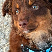 Nugget joined the competition — help win amazing prizes! dog, puppy, brown_fur, close_up, harness, blue, black, checkered, outdoor, pet, animal, cute, fluffy, fur, nose, ears, whiskers, ground, thoughtful, portrait