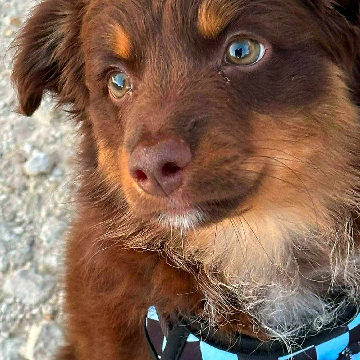 Nugget joined the competition — help win amazing prizes! animal, black, blue, brown_fur, checkered, close_up, cute, dog, ears, fluffy, fur, ground, harness, nose, outdoor, pet, portrait, puppy, thoughtful, whiskers