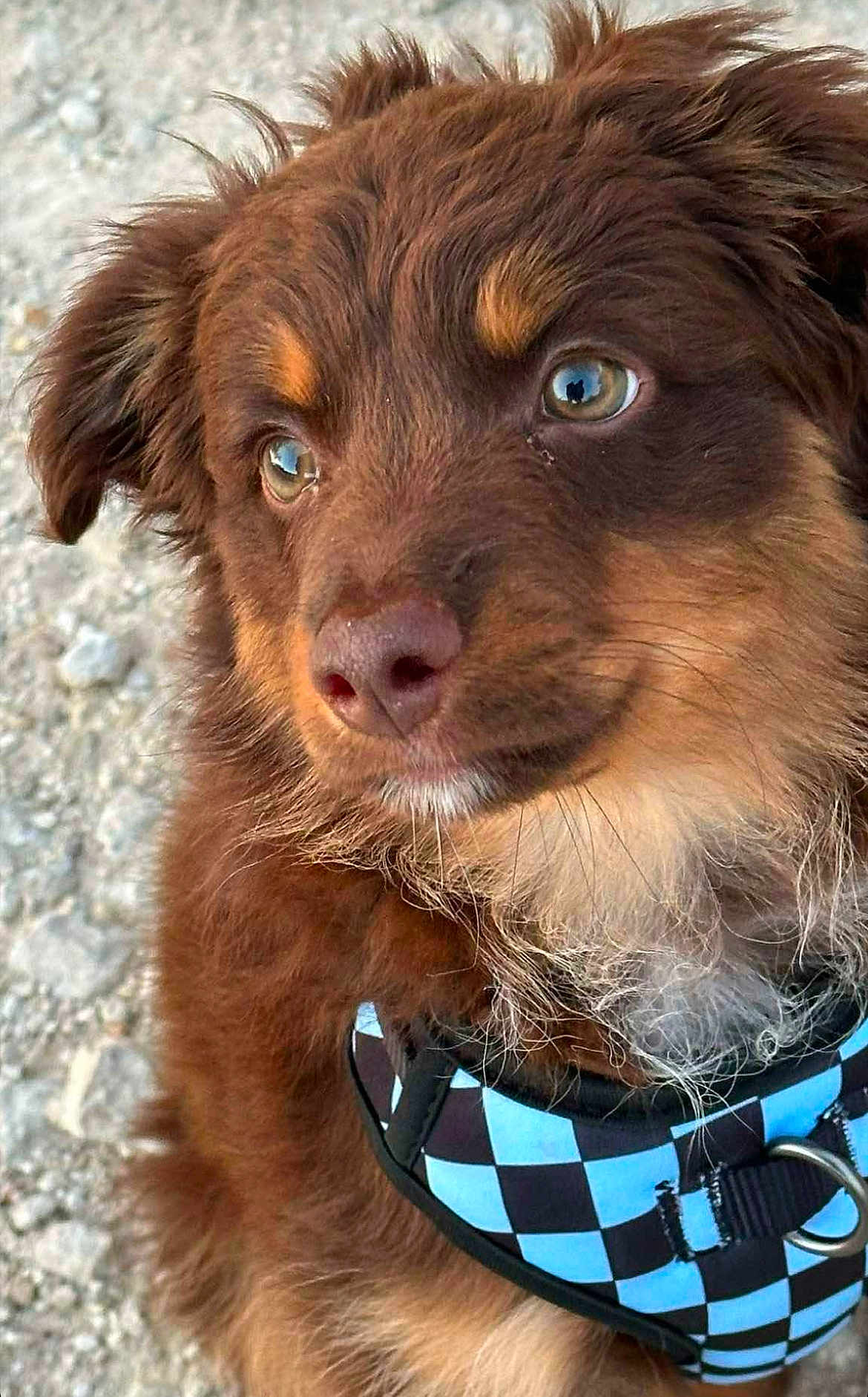 Nugget joined the competition — help win amazing prizes! dog, puppy, brown_fur, close_up, harness, blue, black, checkered, outdoor, pet, animal, cute, fluffy, fur, nose, ears, whiskers, ground, thoughtful, portrait