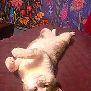 Puss Puss is registered to the contest to win money with this photo: animal, bed, cat, colorful, cozy, decor, ears, feline, flower_wallpaper, fluffy, home, indoor, lying_down, paws, pet, playful, quilt, relaxed, soft_lighting, whiskers