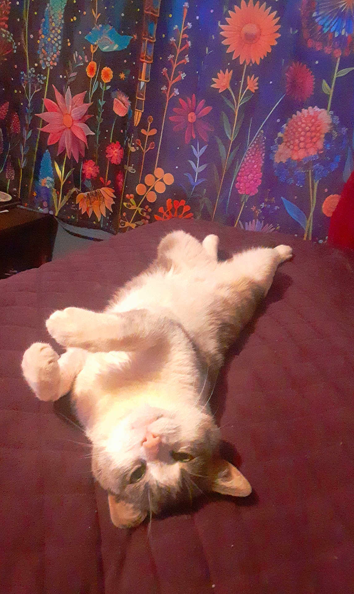 Puss Puss