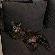 Holly participe au concours pour gagner de l'argent avec cette photo : cat, tabby_cat, pet, animal, sofa, couch, cushions, indoors, living_room, lounging, sitting, relaxed, striped_fur, whiskers, ears, eyes, tail, furniture, home, portrait