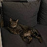 cat, tabby_cat, pet, animal, sofa, couch, cushions, indoors, living_room, lounging, sitting, relaxed, striped_fur, whiskers, ears, eyes, tail, furniture, home, portrait