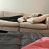 Quincy Nox is registered to the contest to win money with this photo: blanket, casual, cat, clothing, comfort, couch, cozy, curly_hair, furniture, home, indoor, living_room, nap, person, pet, relaxation, resting, sleeping, sofa, white_cat