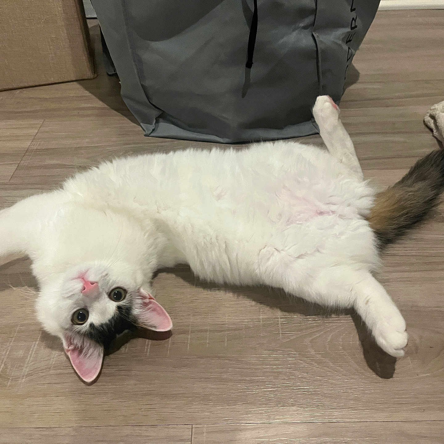 Quincy Nox is registered to the contest to win money with this photo: animal, black_patch, cat, cozy, cute, domestic_cat, ears, floor, fur, household, indoor, lying_down, pet, pink_nose, playful, relaxed, stretching, tail, white_cat, wood_floor
