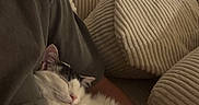 Quincy Nox is registered to the contest to win money with this photo: arm, black_and_white, casual_clothing, cat, comfort, couch, cozy, cushion, fluffy, furniture, hand, home, indoor, nap, person, pet, relaxing, resting, sleeping, soft_lighting