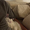 arm, black_and_white, casual_clothing, cat, comfort, couch, cozy, cushion, fluffy, furniture, hand, home, indoor, nap, person, pet, relaxing, resting, sleeping, soft_lighting