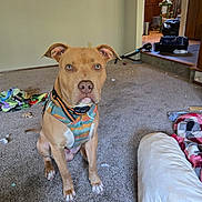 Charlie joined the competition — help win amazing prizes! dog, pet, indoor, carpet, harness, brown_dog, living_room, blanket, pillow, furniture, household, floor, ears, eyes, canine, domestic_animal, animal, sitting, looking, messy_room