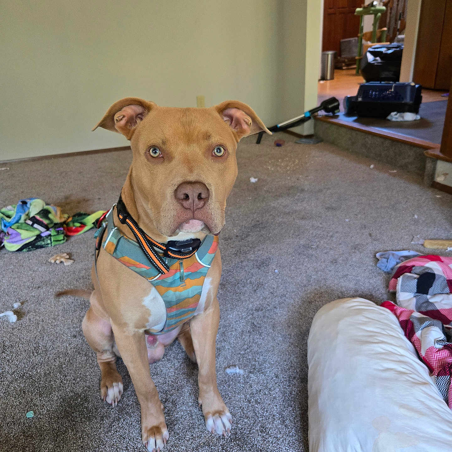 Charlie joined the competition — help win amazing prizes! animal, blanket, brown_dog, canine, carpet, dog, domestic_animal, ears, eyes, floor, furniture, harness, household, indoor, living_room, looking, messy_room, pet, pillow, sitting