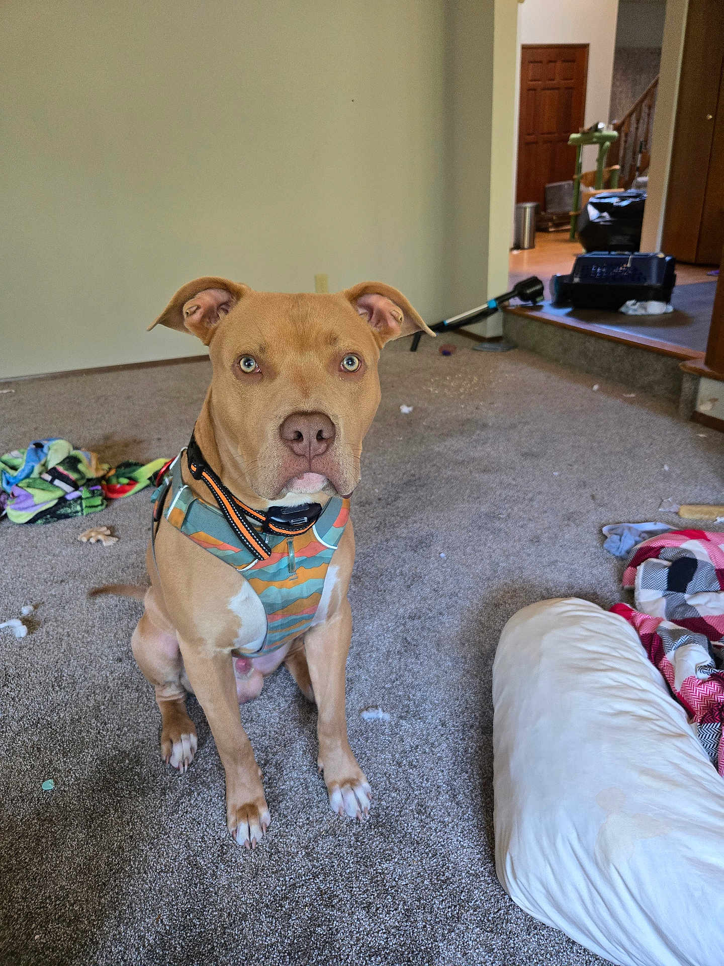 Charlie joined the competition — help win amazing prizes! dog, pet, indoor, carpet, harness, brown_dog, living_room, blanket, pillow, furniture, household, floor, ears, eyes, canine, domestic_animal, animal, sitting, looking, messy_room