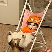 Stitch joined the competition — help win amazing prizes! cat, kitten, pet, animal, stroller, garfield, costume, orange_clothing, pink, indoor, carpet, furniture, relaxed, upside_down, lying_down, paws, whiskers, black_and_white, funny, portrait