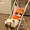 cat, kitten, pet, animal, stroller, garfield, costume, orange_clothing, pink, indoor, carpet, furniture, relaxed, upside_down, lying_down, paws, whiskers, black_and_white, funny, portrait