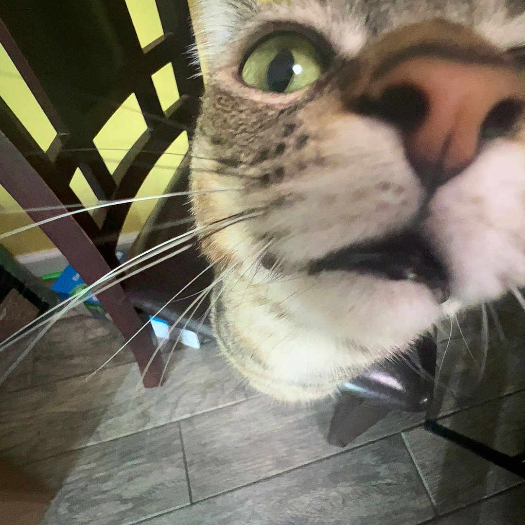 Oakley May is registered to the contest to win money with this photo: animal, cat, chair, close_up, closeup, curious, domestic_cat, face, feline, floor, floor_tile, furniture, green_eye, home, indoor, nose, pet, tabby, whiskers, wooden_chair