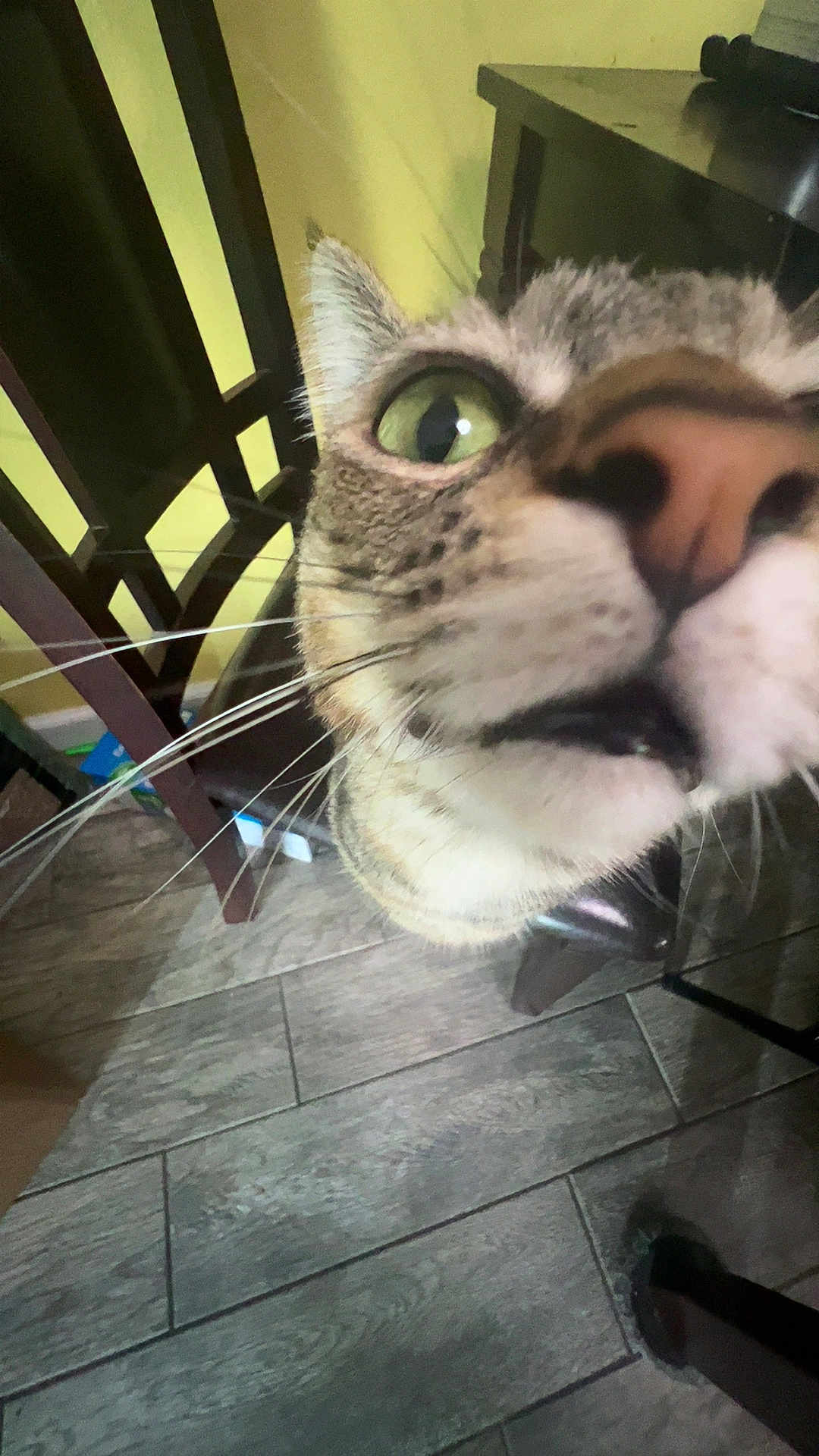 Oakley May is registered to the contest to win money with this photo: cat, close_up, whiskers, green_eye, indoor, floor, chair, wooden_chair, curious, pet, animal, face, nose, tabby, feline, home, floor_tile, furniture, domestic_cat, closeup